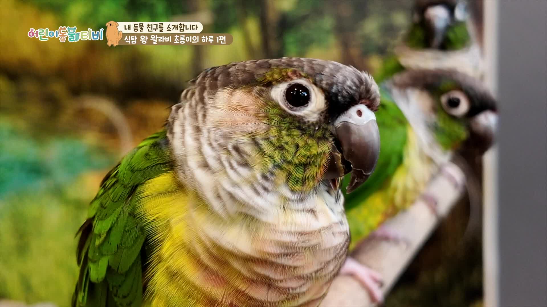어린이 동물티비 176회 재방송 다시보기