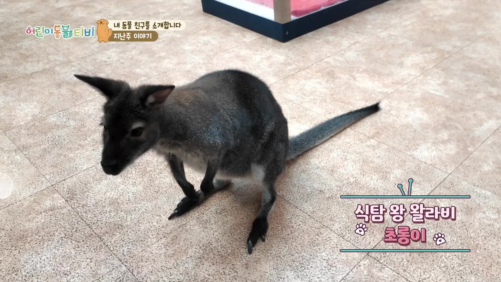 어린이 동물티비 177회 재방송 다시보기
